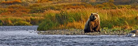 Visit Kodiak Island on a trip to Alaska | Audley Travel