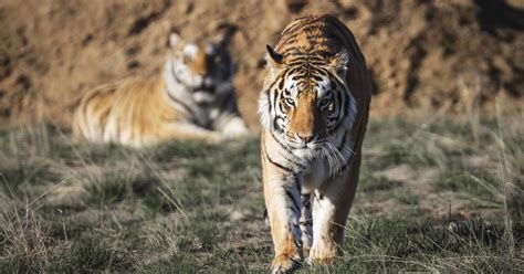 Feds seize almost 70 big cats from 'Tiger King' zoo