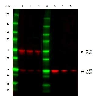 Goat anti Mouse IgG Ab (H/L) - HRP | Bio-Rad