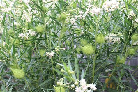 Swan Plant Milkweed - Local Seeds