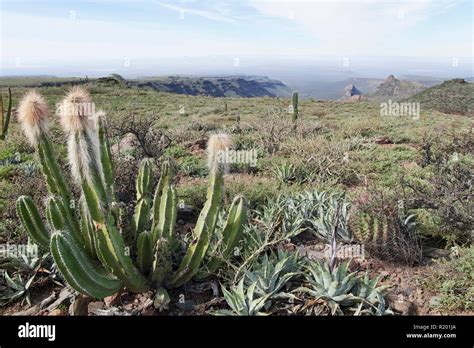 Arid landscape semi desert hi-res stock photography and images - Alamy