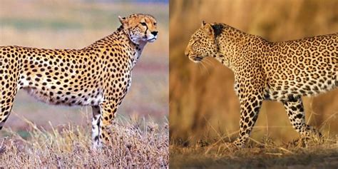 Cheetah Vs Leopard: 7 Key Differences Between These Big Cats