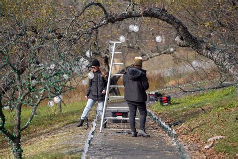 Winterlights is coming back to Naumkeag for a 6th year. Here's how you ...