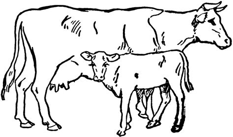 Cow and Calf | ClipArt ETC