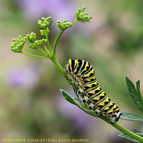 Black Swallowtail Caterpillar, parsley perch,sage blooms background ...