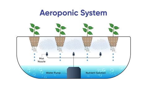 What is Aeroponics? Everything You Need To Know!