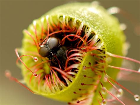 Carnivorous Plants Eating Mouse