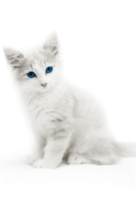 White And Grey Cat Breeds With Blue Eyes - Dogs And Cats Wallpaper