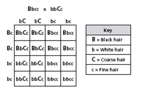 Dihybrid Punnett Square Practice / Dihybrid Punnet Practice / This ...