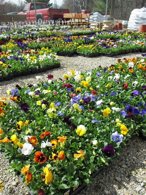 Pansy Sale Poised | Rotary Botanical Gardens