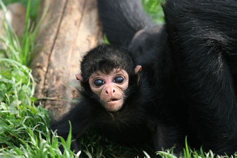 baby spider monkey - Reston Zoo | Tom | Flickr