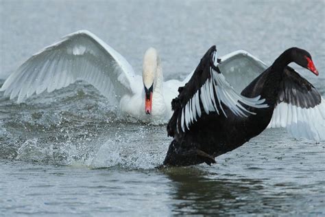 The corona pandemic: a white swan, not a black swan | LGT