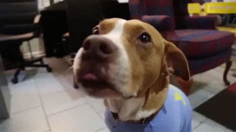 Hungry Dog GIF by Badass BK - Find & Share on GIPHY