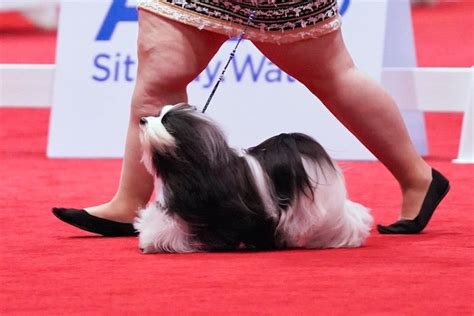 Havanese “Boodles” Wins AKC Royal Canin National All-Breed Puppy and ...