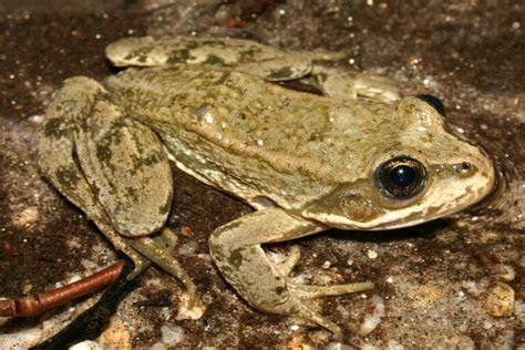 Trans Mountain - Hop to it! Protecting Amphibians