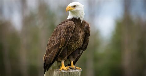 Bald Eagle Population by State - Unianimal