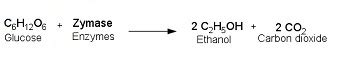 Anaerobic Respiration | Definition, Equation & Types - Lesson | Study.com