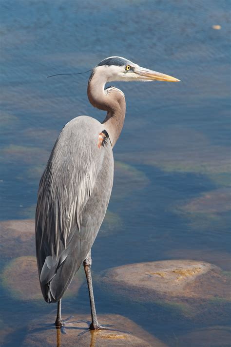 Blue Heron | Blue heron, Animal symbolism, Animals