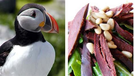 Puffin breast with berry sauce: a Newfoundlander's experience eating ...