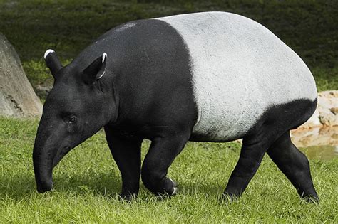 Tapir (family Tapiridae) – Our Wild World