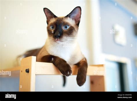 close up Thai cute cat with blue eyes Stock Photo - Alamy