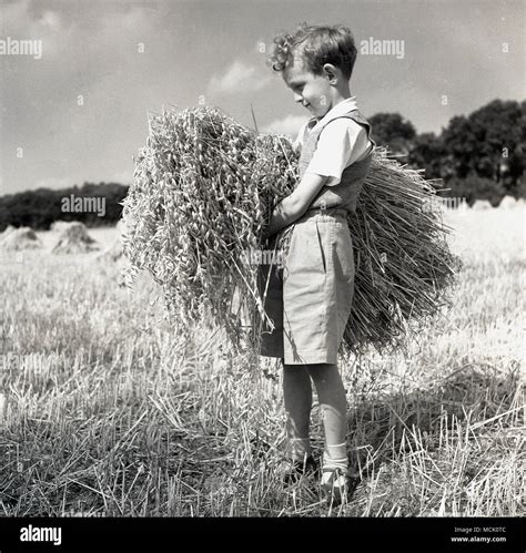 British Farm 1950s Stock Photos & British Farm 1950s Stock Images - Alamy