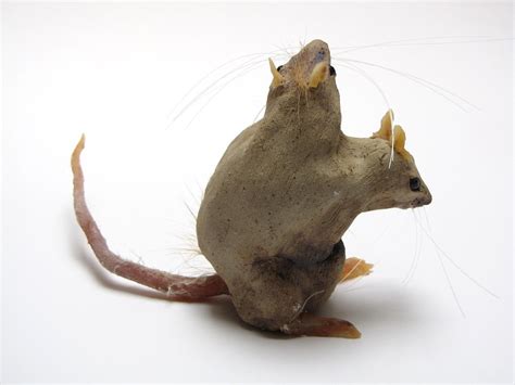 Rats for Adoption - Deformed Rat Project