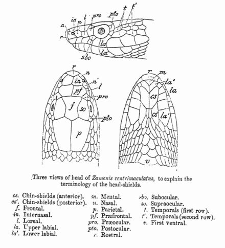 Ptyas mucosa - Wikipedia