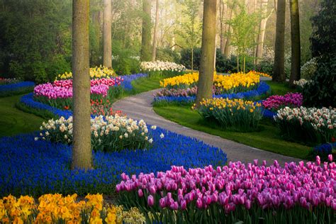 Tulip Garden In Amsterdam | Fasci Garden