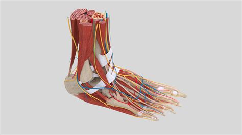 Complete Foot Anatomy 3D Model $89 - .fbx .unknown .max .obj - Free3D