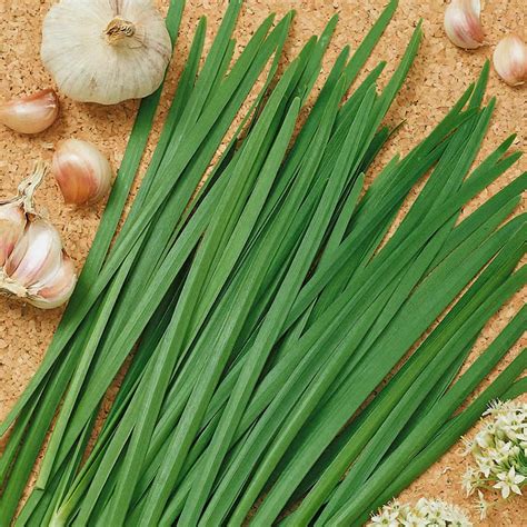 Garlic Chives Herb Garden Seeds - 1 Oz - Non-GMO, Perennial Herbal ...