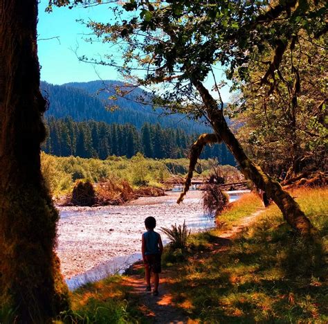 Exploring the Hoh Rainforest in Olympic National Park