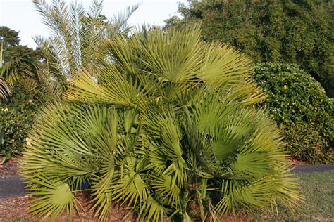 Chamaerops humilis