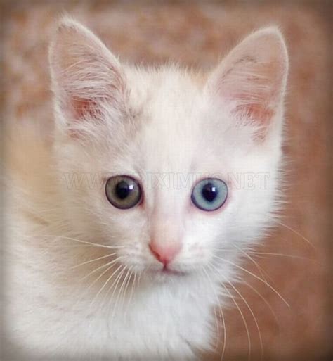 Odd Eyed Cats | Animals