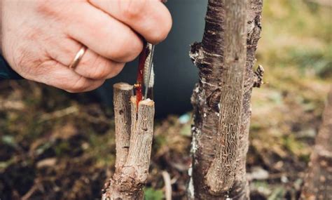 Greffer un arbre fruitier : à quelle période, comment faire