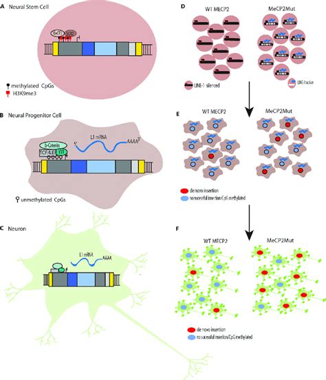 | L1 Silencing (A) Methylation of CpG islands in the promoters of L1s ...