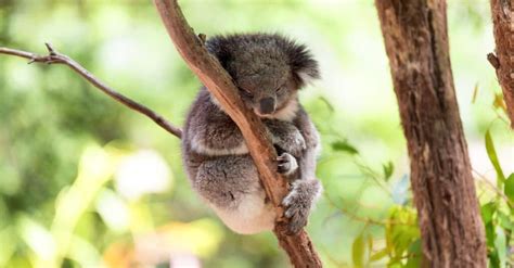 10 Incredible Koala Facts - IMP WORLD