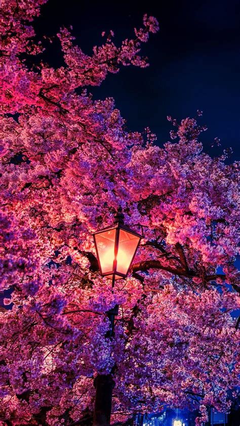 Cherry Blossom Night Wallpapers - Top Free Cherry Blossom Night ...