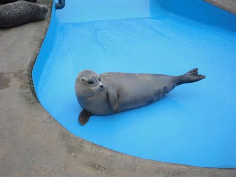 Natureland Seal Sanctuary, Skegness, Lincolnshire