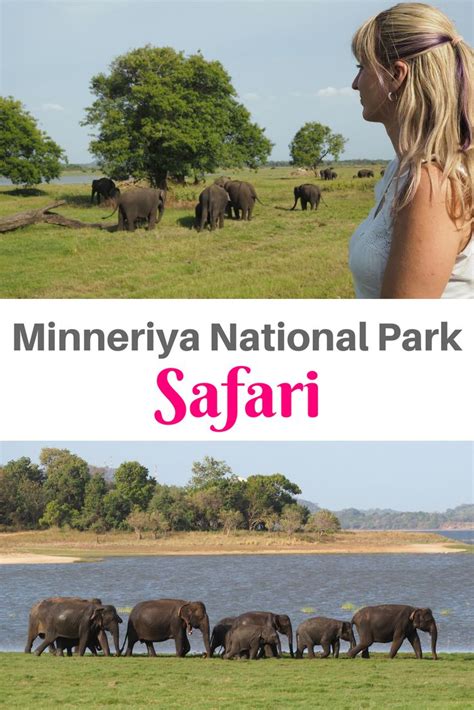 Minneriya National Park Safari: A Close Encounter with Elephants in the ...