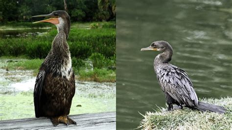 Anhinga vs Cormorant: Differences – Bird Watching Journal