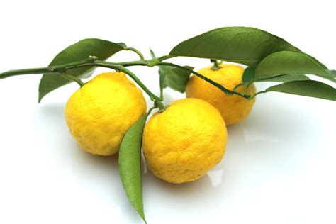 What Is Yuzu?