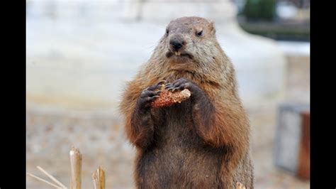 Groundhog Day: Did he see his shadow? | 11alive.com