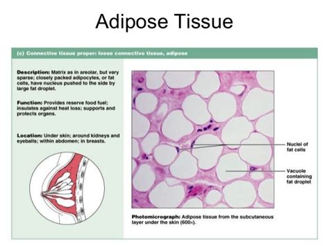 adipose tissue | Adipose tissue, Loose connective tissue, Adipose