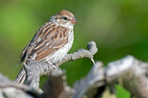 Chipping Sparrow | Audubon Field Guide