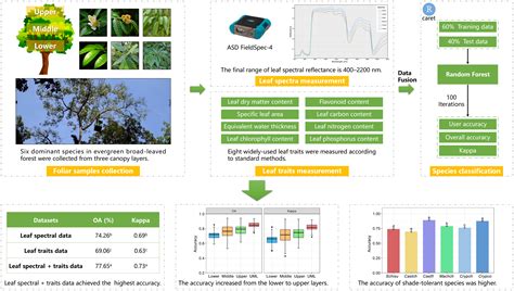 Remote Sensing | Free Full-Text | Tree Species Classification Using ...