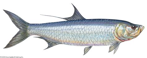 Tarpon | Saltwater, Gamefish, Angling | Britannica