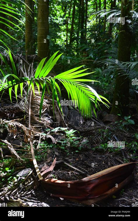 Australia, New South Wales, Mount Warning Trail Stock Photo - Alamy