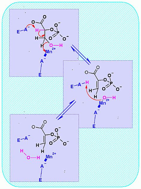 Enolase Catalyzes