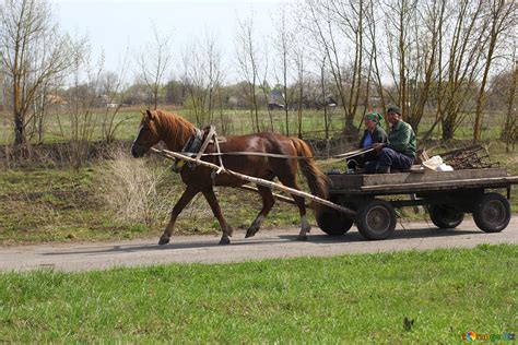 Horse pulling wagon free image - № 56040